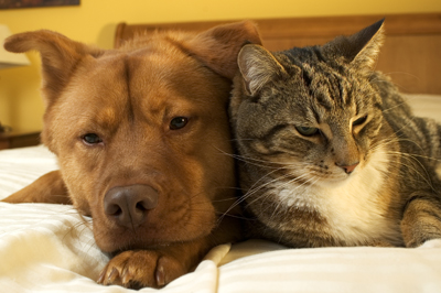 image for Ebola and Your Pets