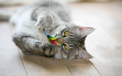 image for It’s Pet Appreciation Week!